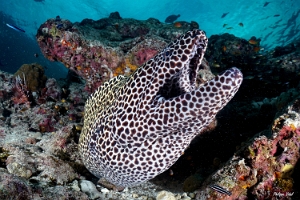 Maldives 2021 - Murene leopard  - Blackspotted morey  - Gymnothorax favagineus - DSC00848_rc